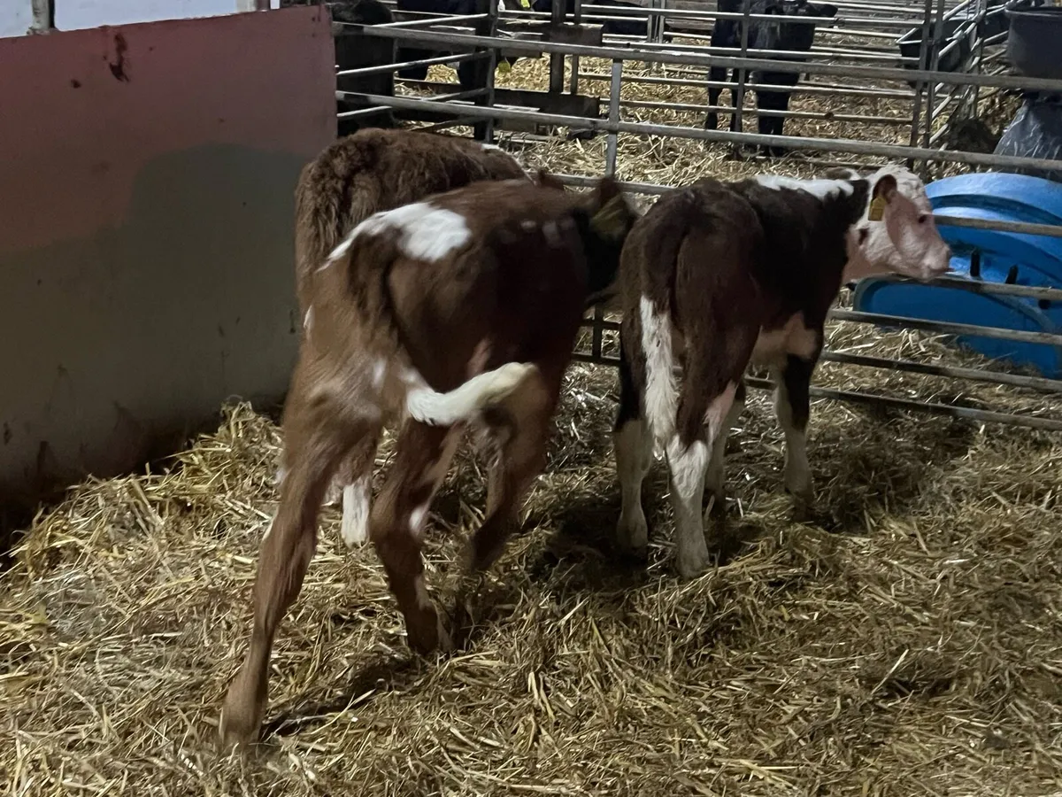 Red hereford cow makers - Image 3