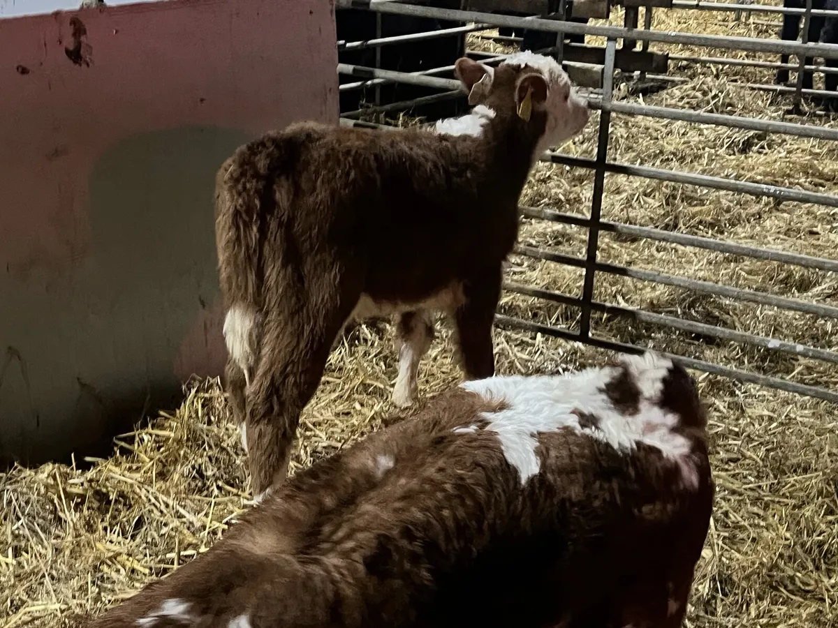 Red hereford cow makers - Image 4