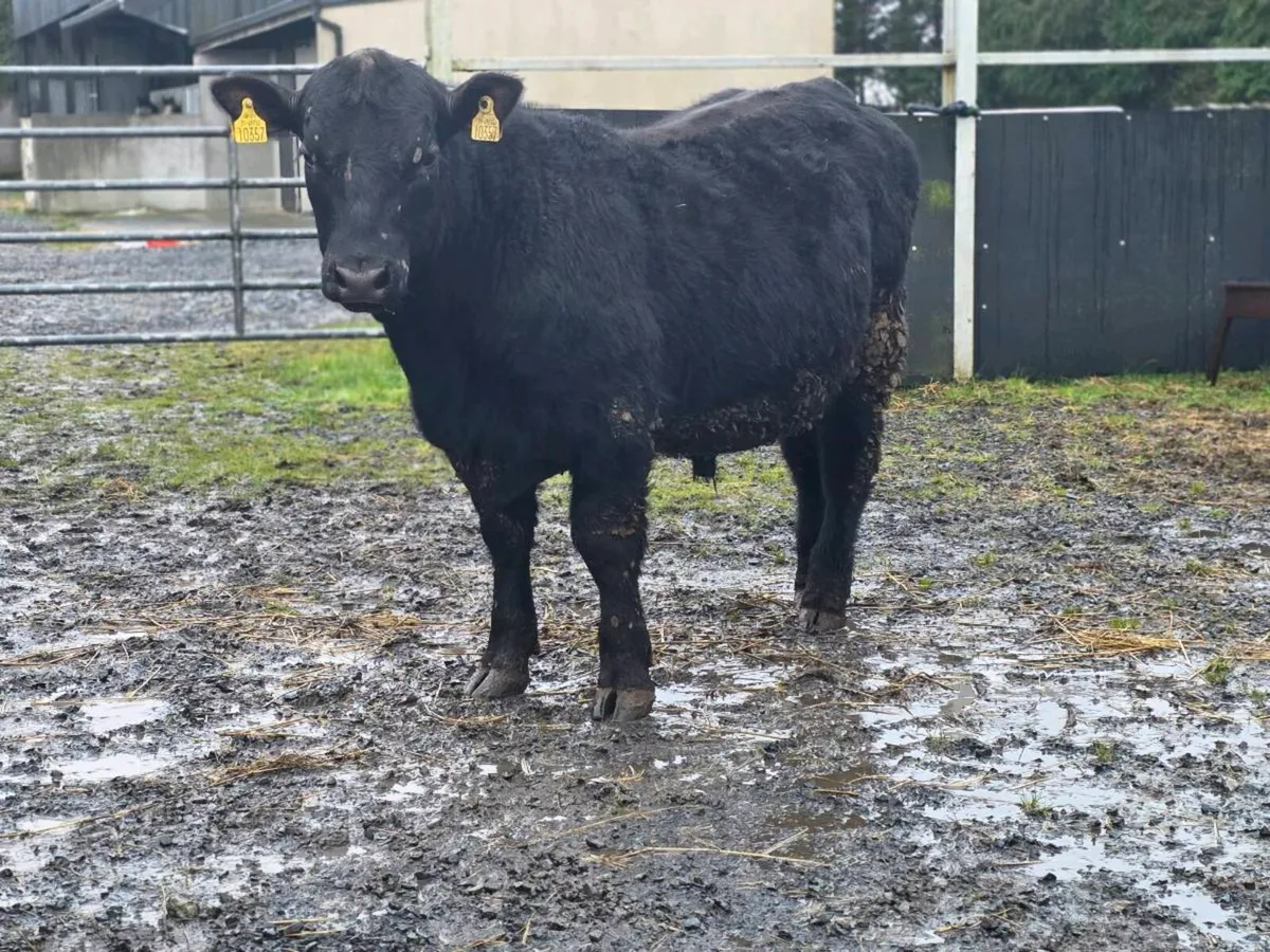 3.no AI pedigree Angus Bulls  ⭐️⭐️⭐️⭐️⭐️ - Image 4