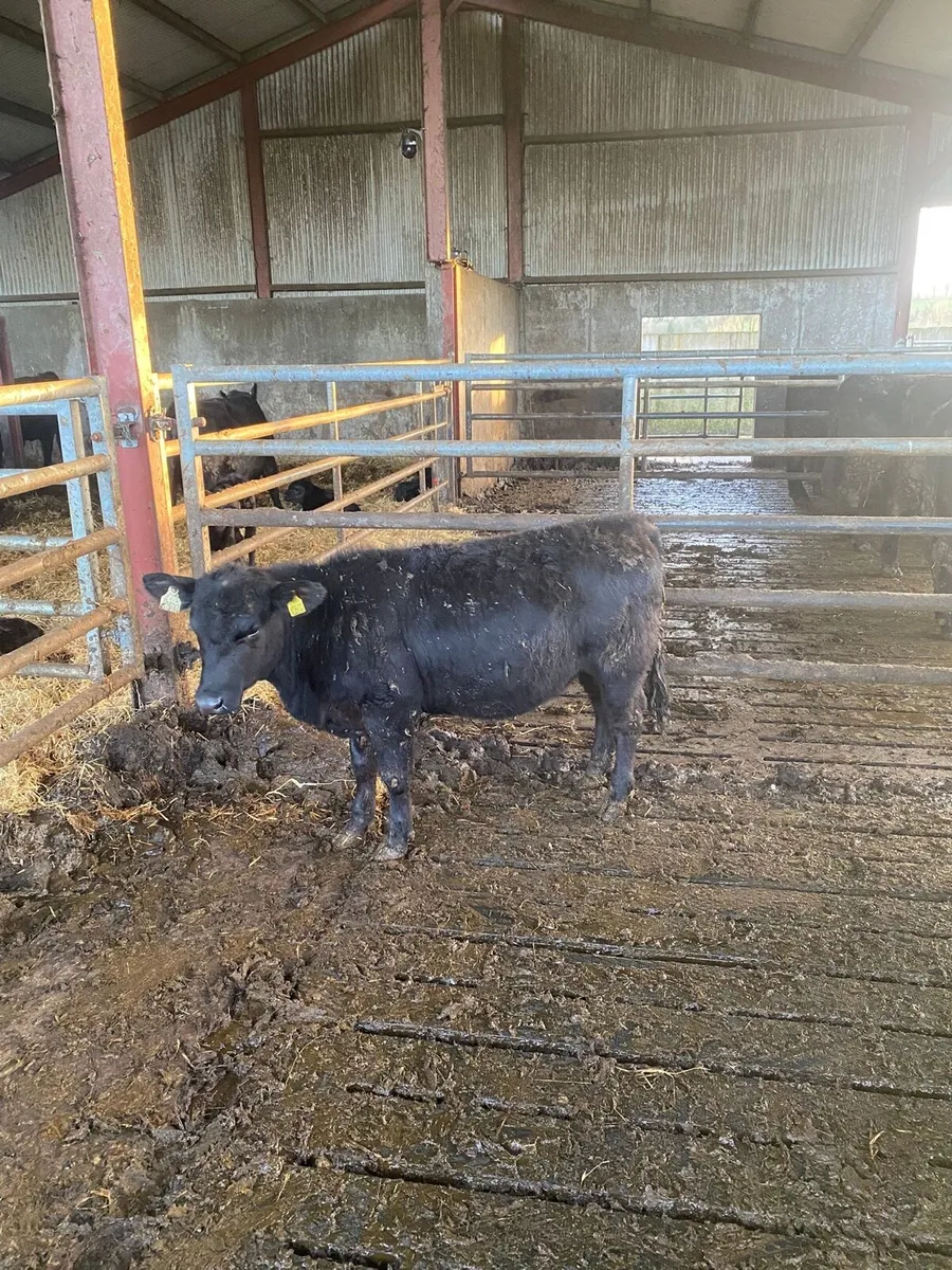 Aberdeen Angus Heifer - Image 1