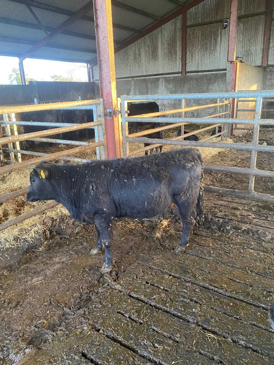 Aberdeen Angus Heifer - Image 2