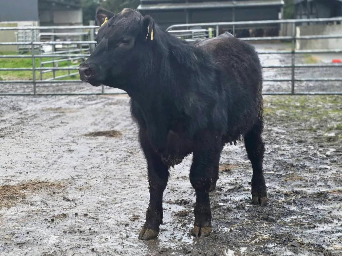 2.no AI pedigree Angus Bulls  ⭐️⭐️⭐️⭐️⭐️ - Image 1