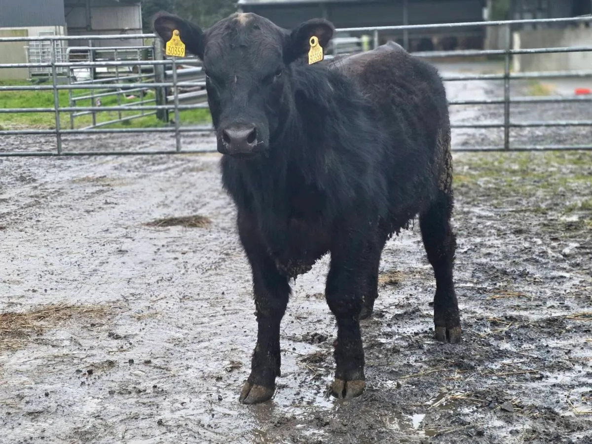 2.no AI pedigree Angus Bulls  ⭐️⭐️⭐️⭐️⭐️ - Image 3