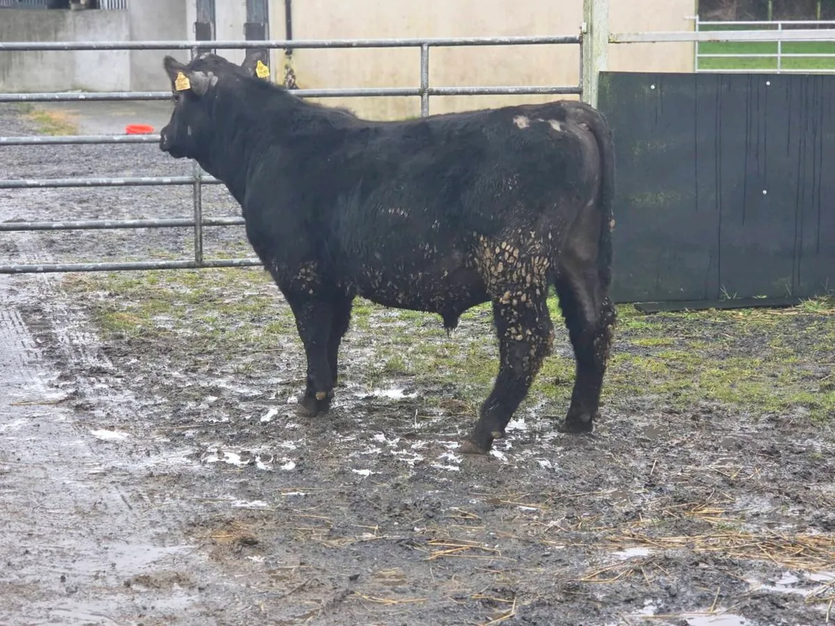 2.no AI pedigree Angus Bulls  ⭐️⭐️⭐️⭐️⭐️ - Image 4