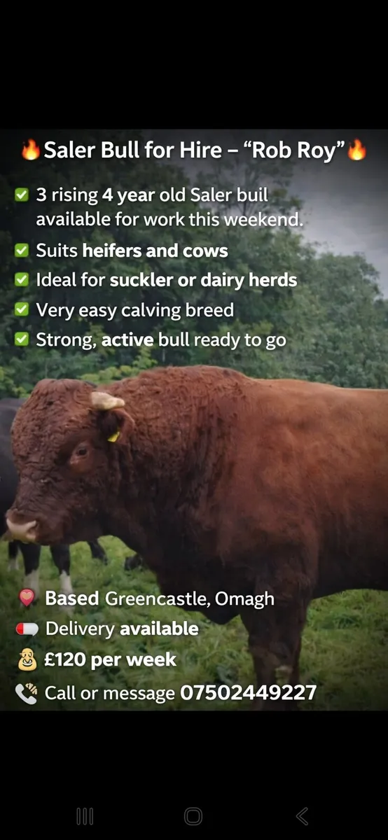 Bull hire rent a rod - Image 1