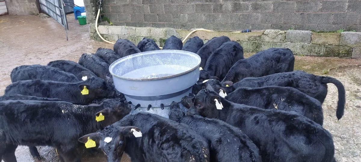 Angus Calves - Image 2