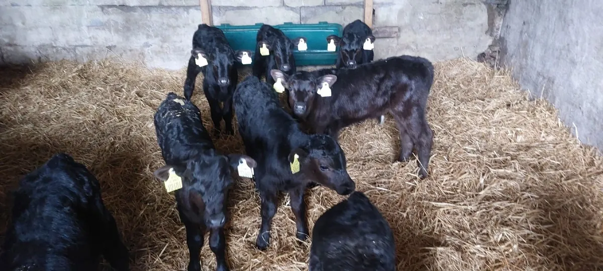 Angus Calves - Image 1