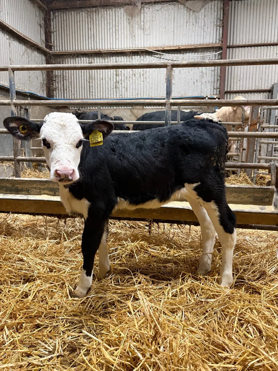 Hereford heifers - Image 1