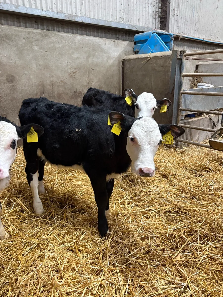 Hereford heifers - Image 2