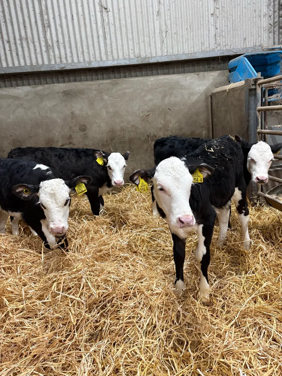 Hereford heifers - Image 3