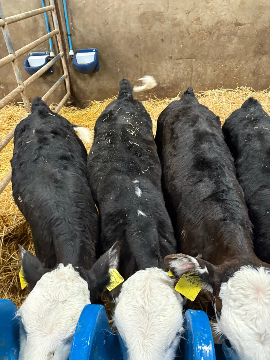 Hereford heifers - Image 4
