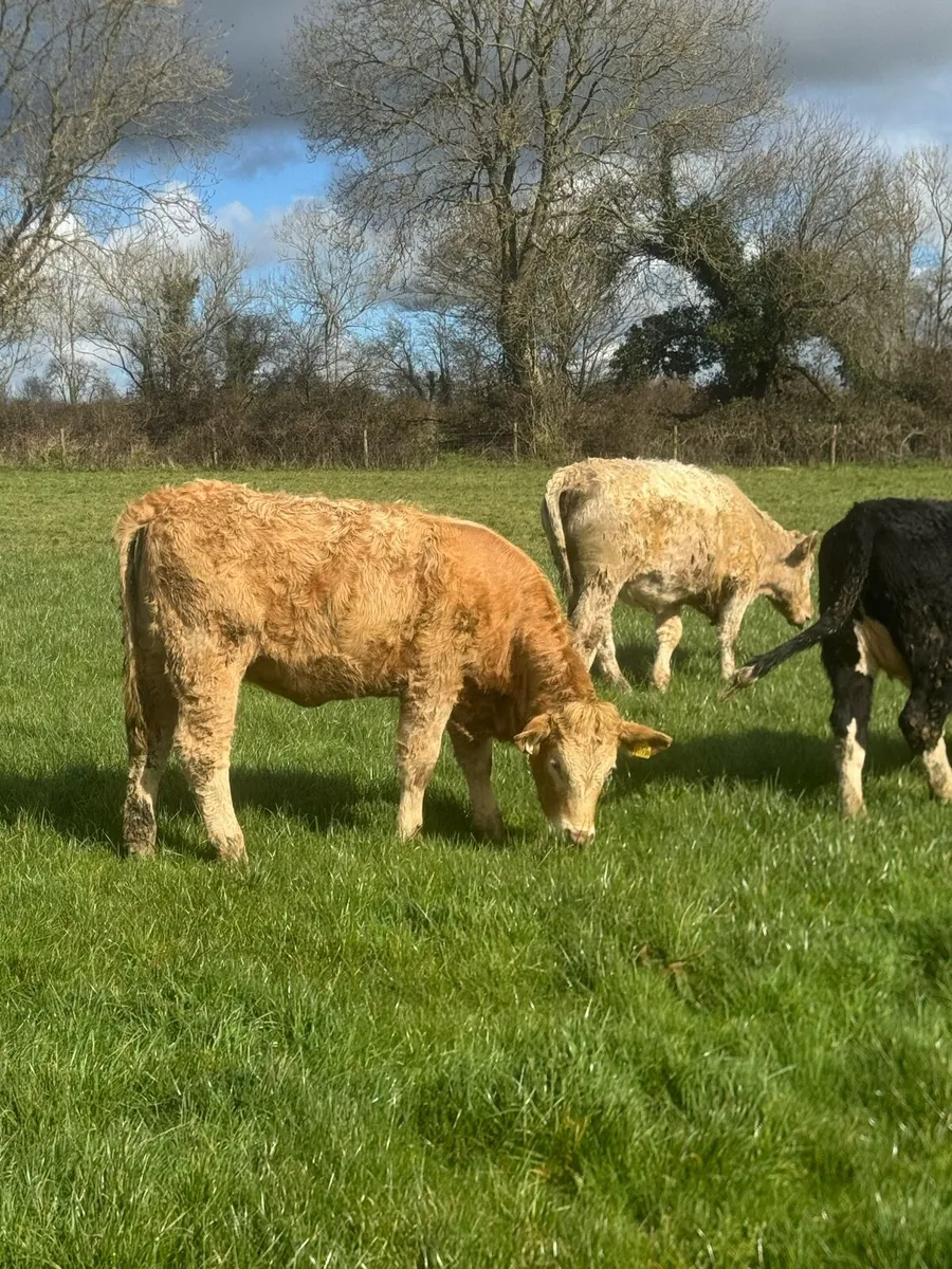 4 an 5 star Charlois heifers - Image 3