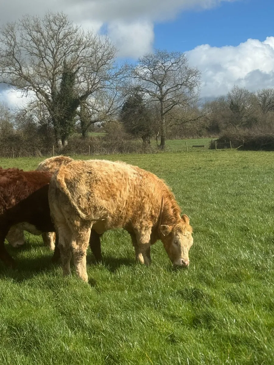 4 an 5 star Charlois heifers - Image 1