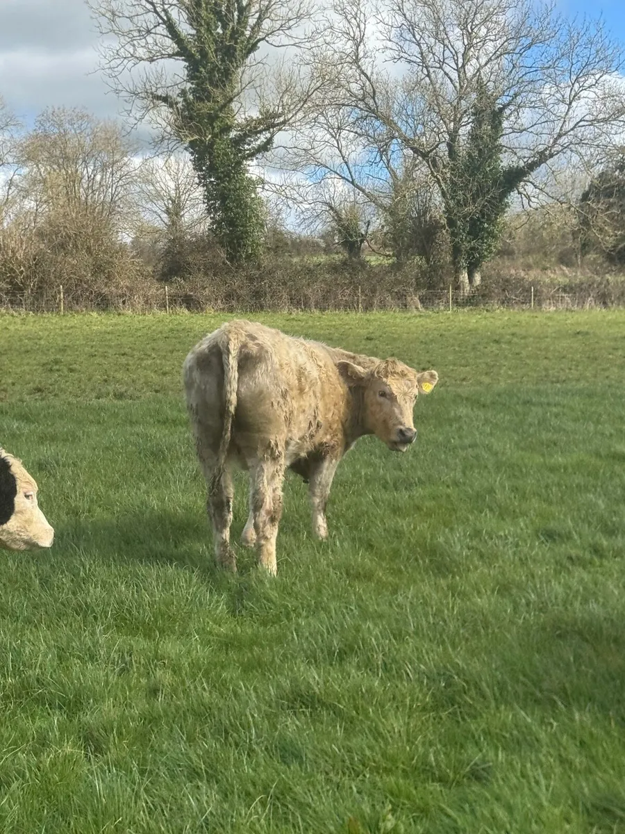 4 an 5 star Charlois heifers - Image 4