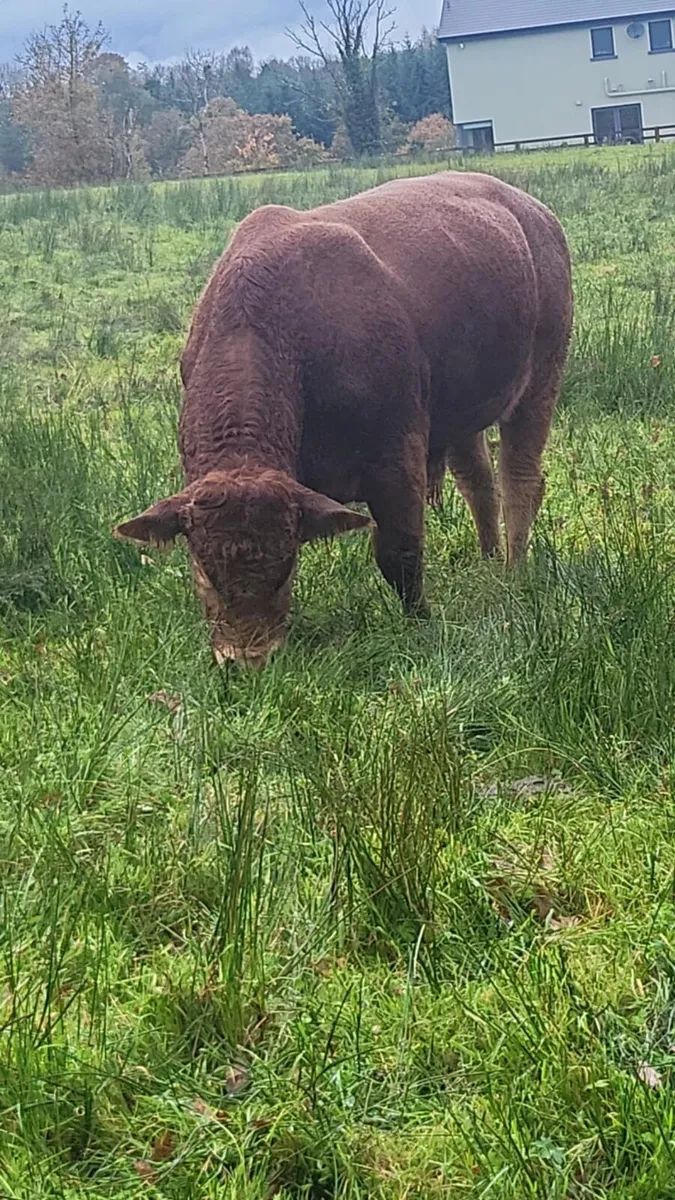 Top Limousin Bull - Image 2