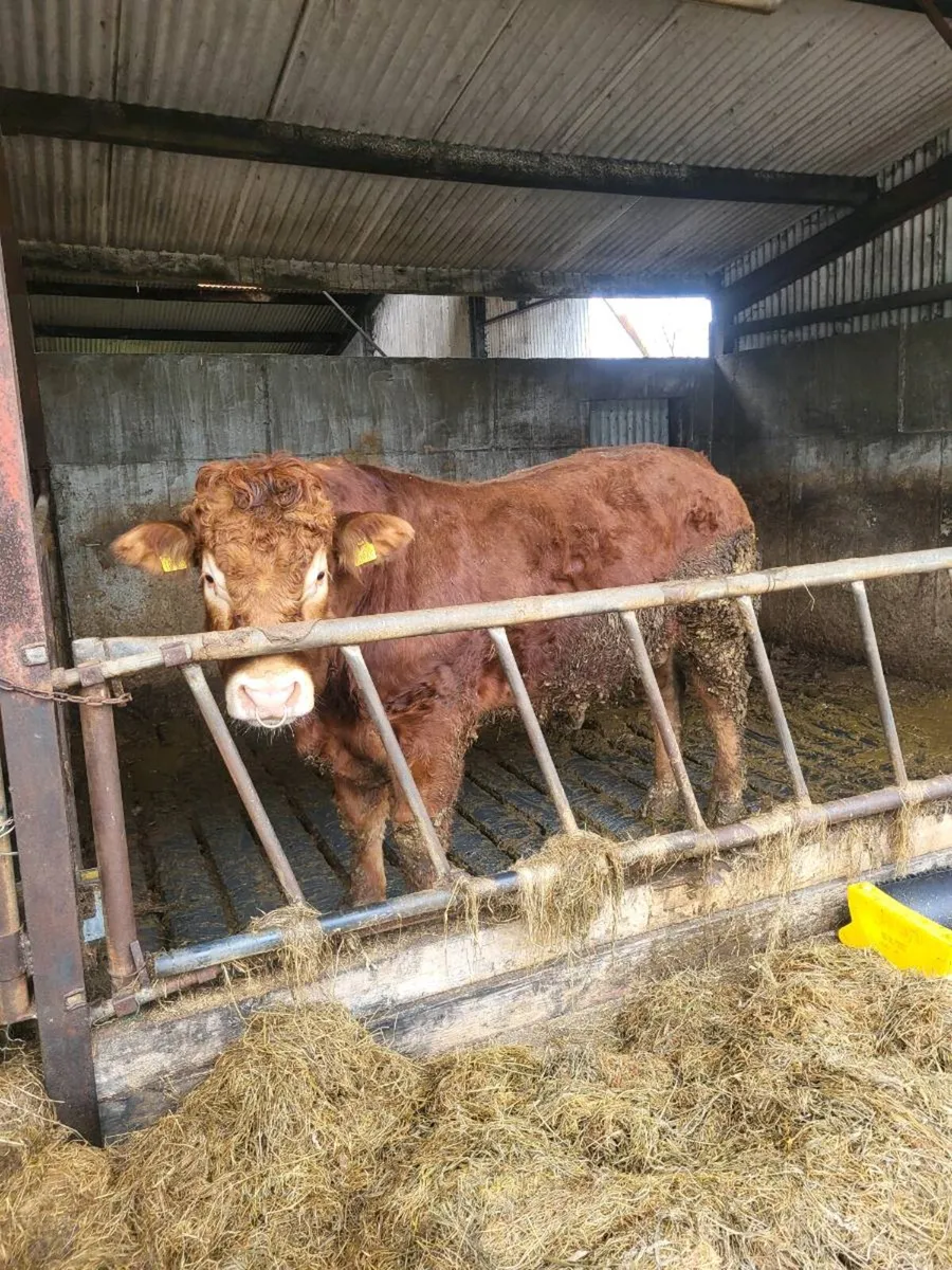 Top Limousin Bull - Image 3