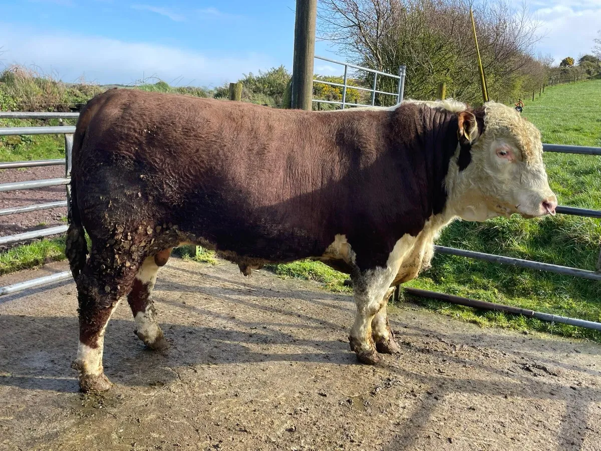 Hereford Bull - Image 1