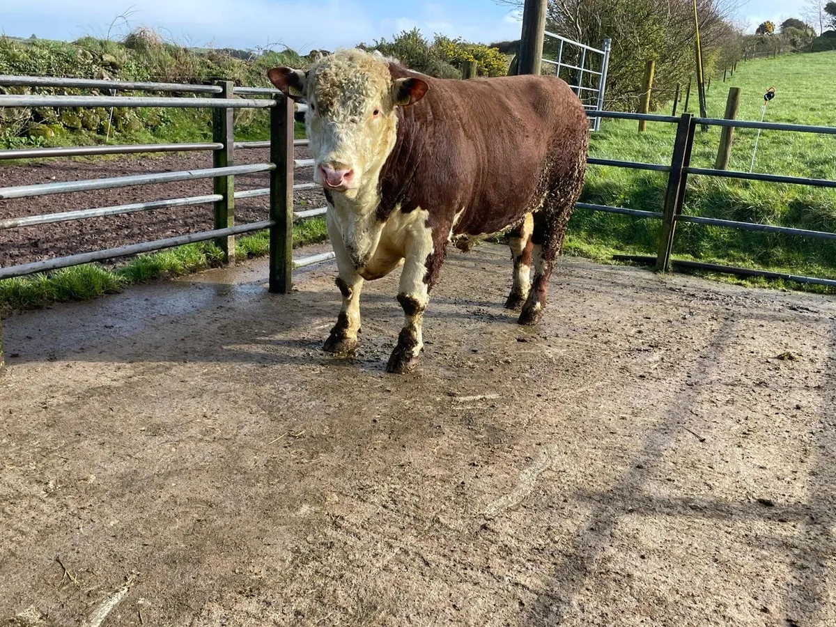 Hereford Bull - Image 2