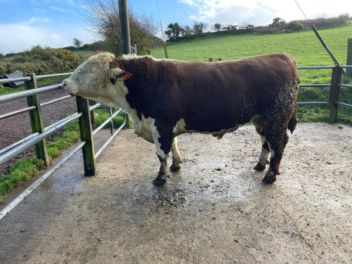 Hereford Bull - Image 4