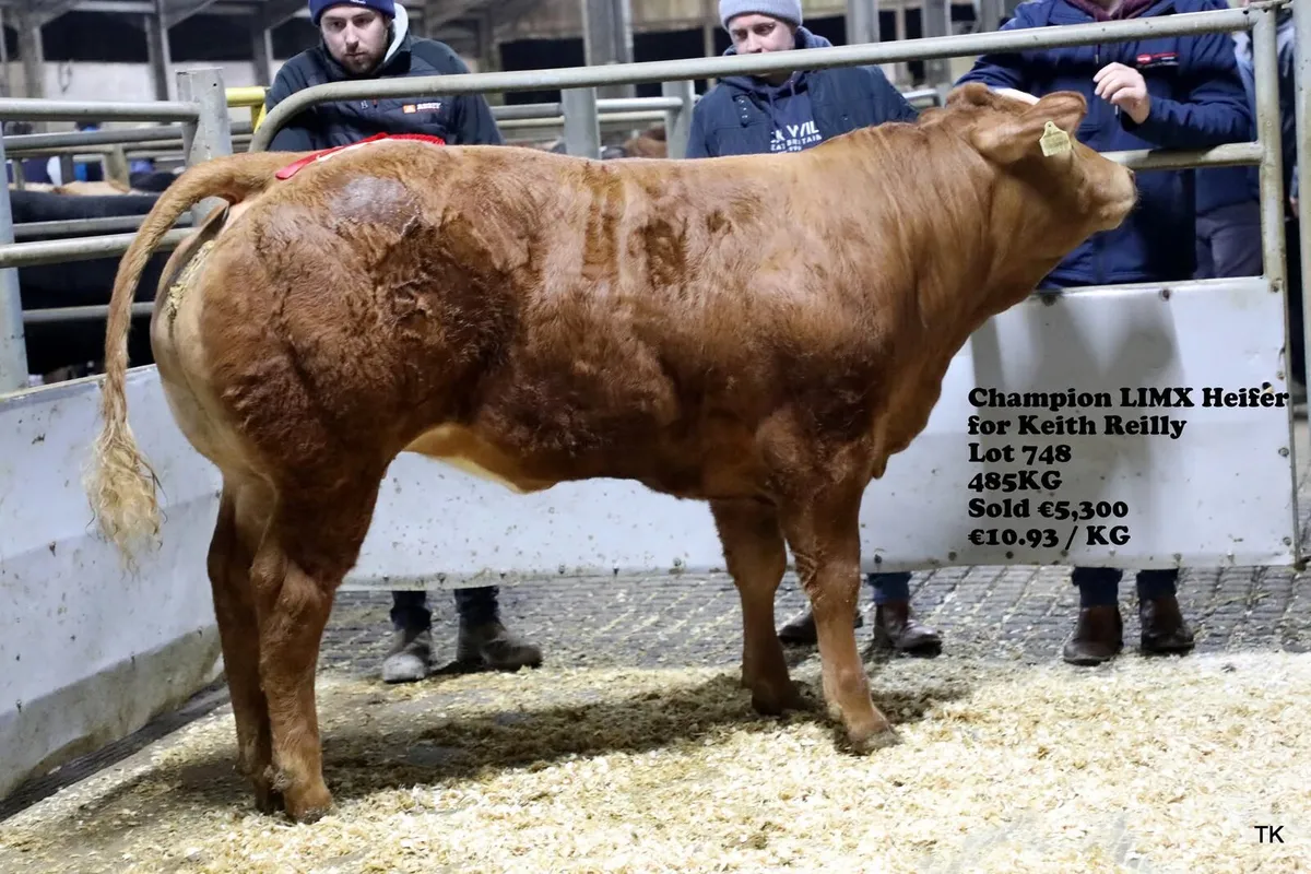 Top Limousin Bull - Image 1