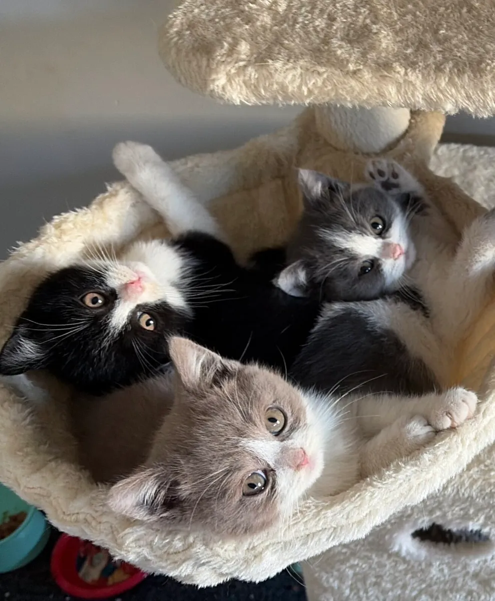 British shorthair kittens - Image 1