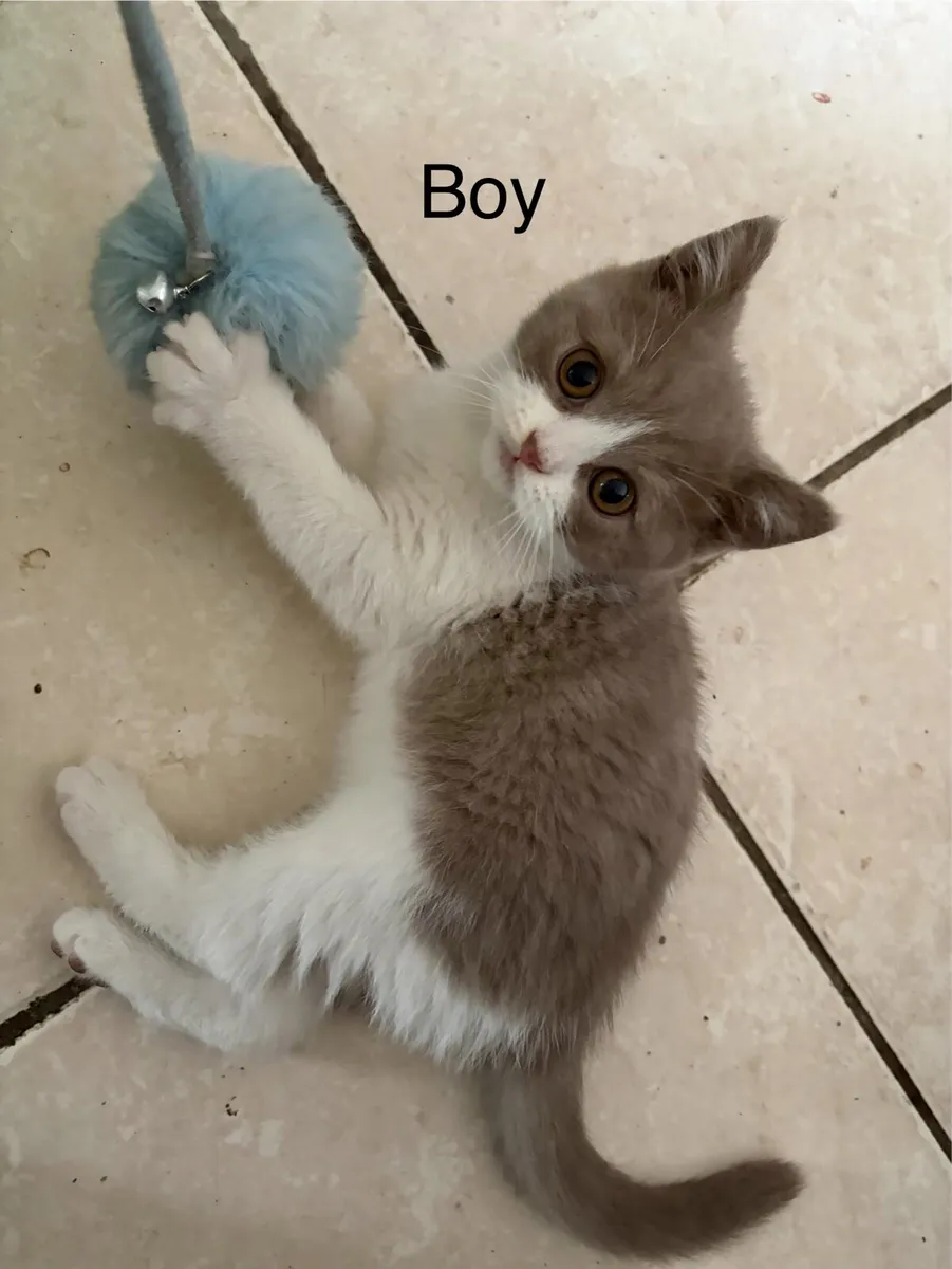 British shorthair kittens - Image 2
