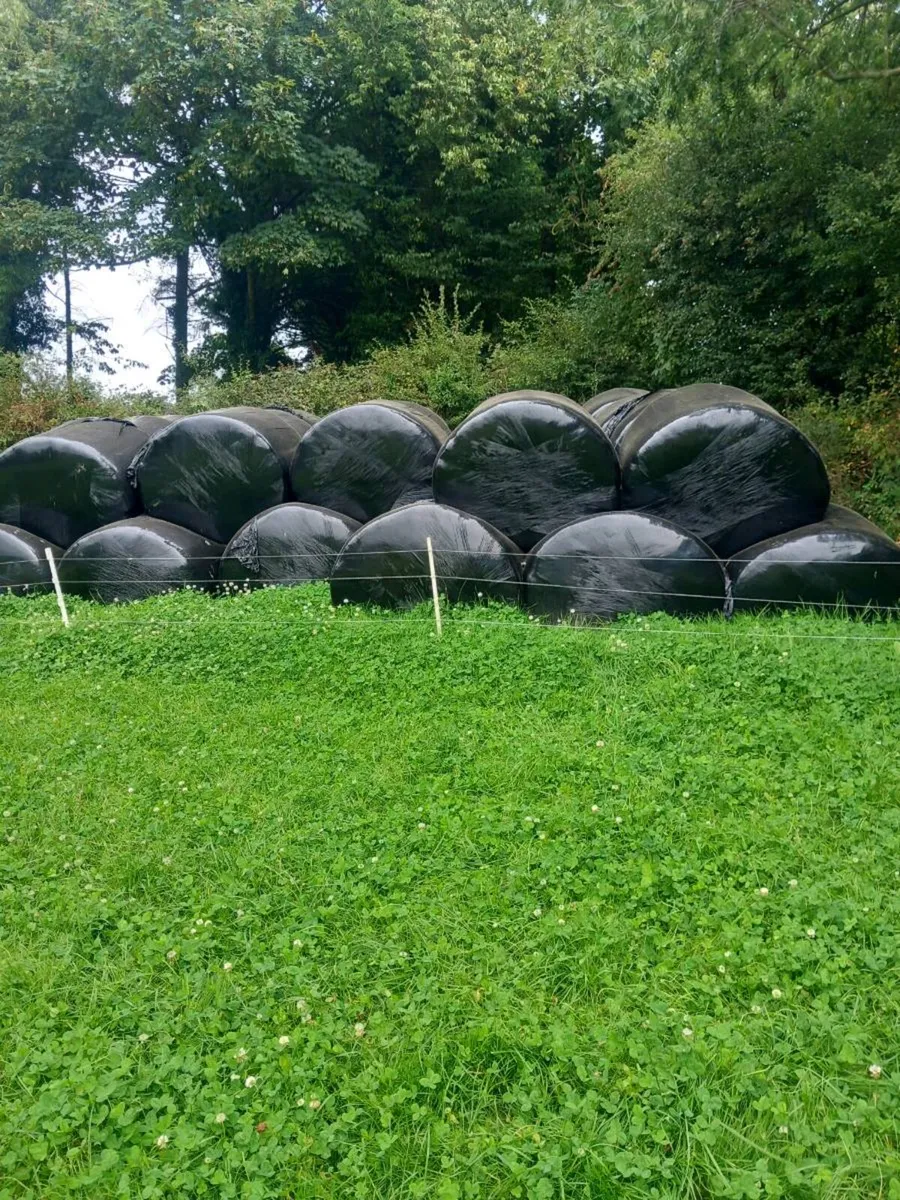2025 chopped silage - Image 2