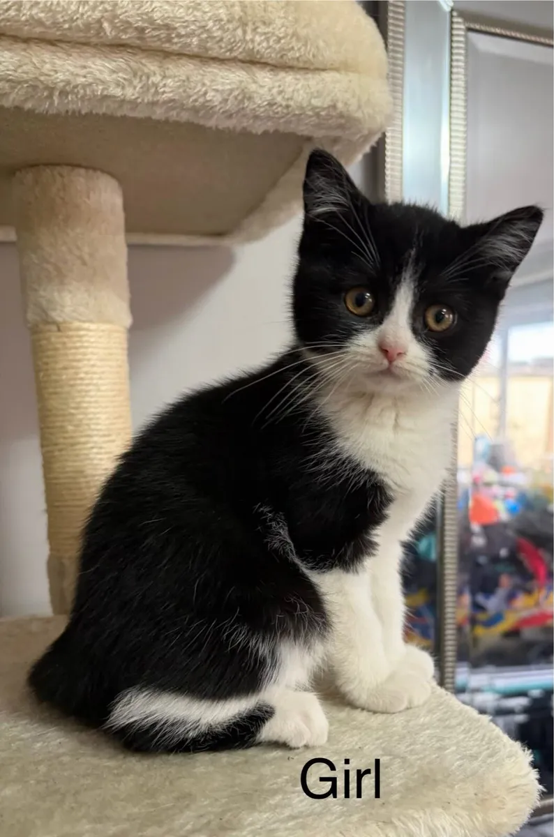 British shorthair kittens - Image 4