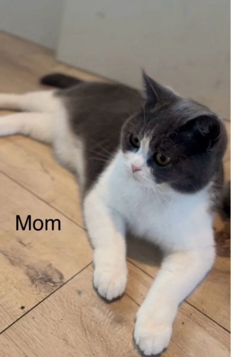 British shorthair kitten - Image 2