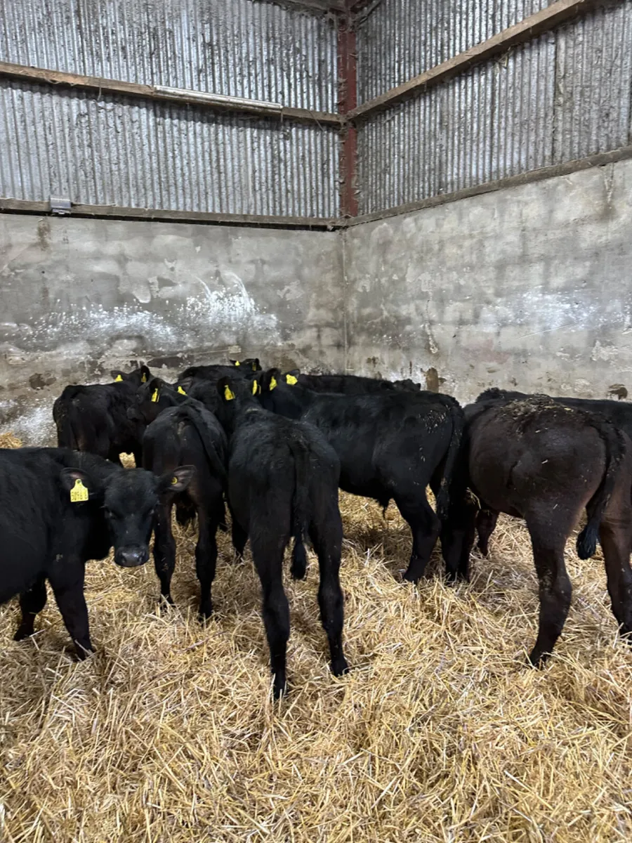 Angus bulls - Image 2