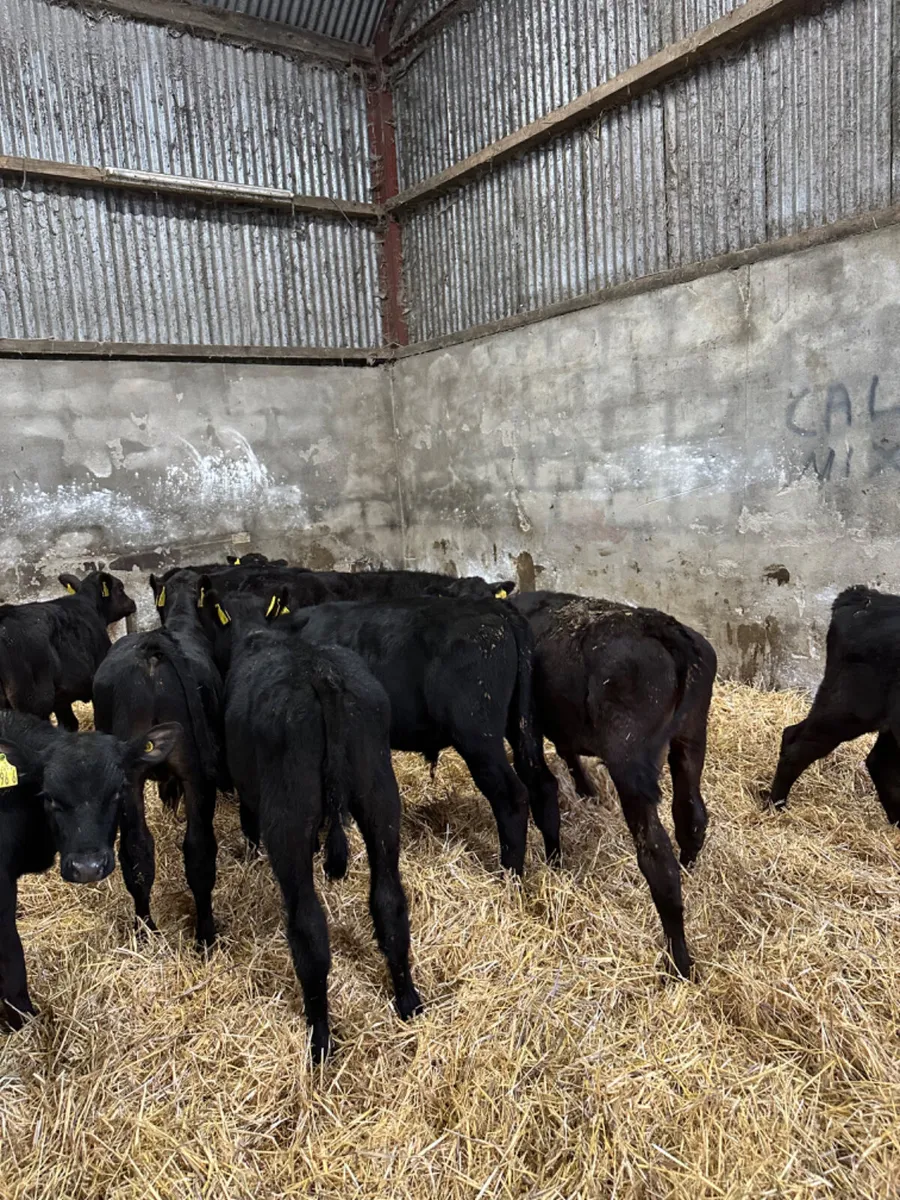 Angus bulls - Image 4