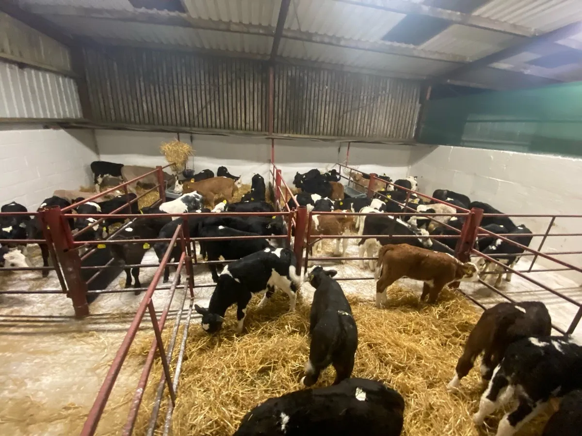 50 Fresh Calves - Image 2