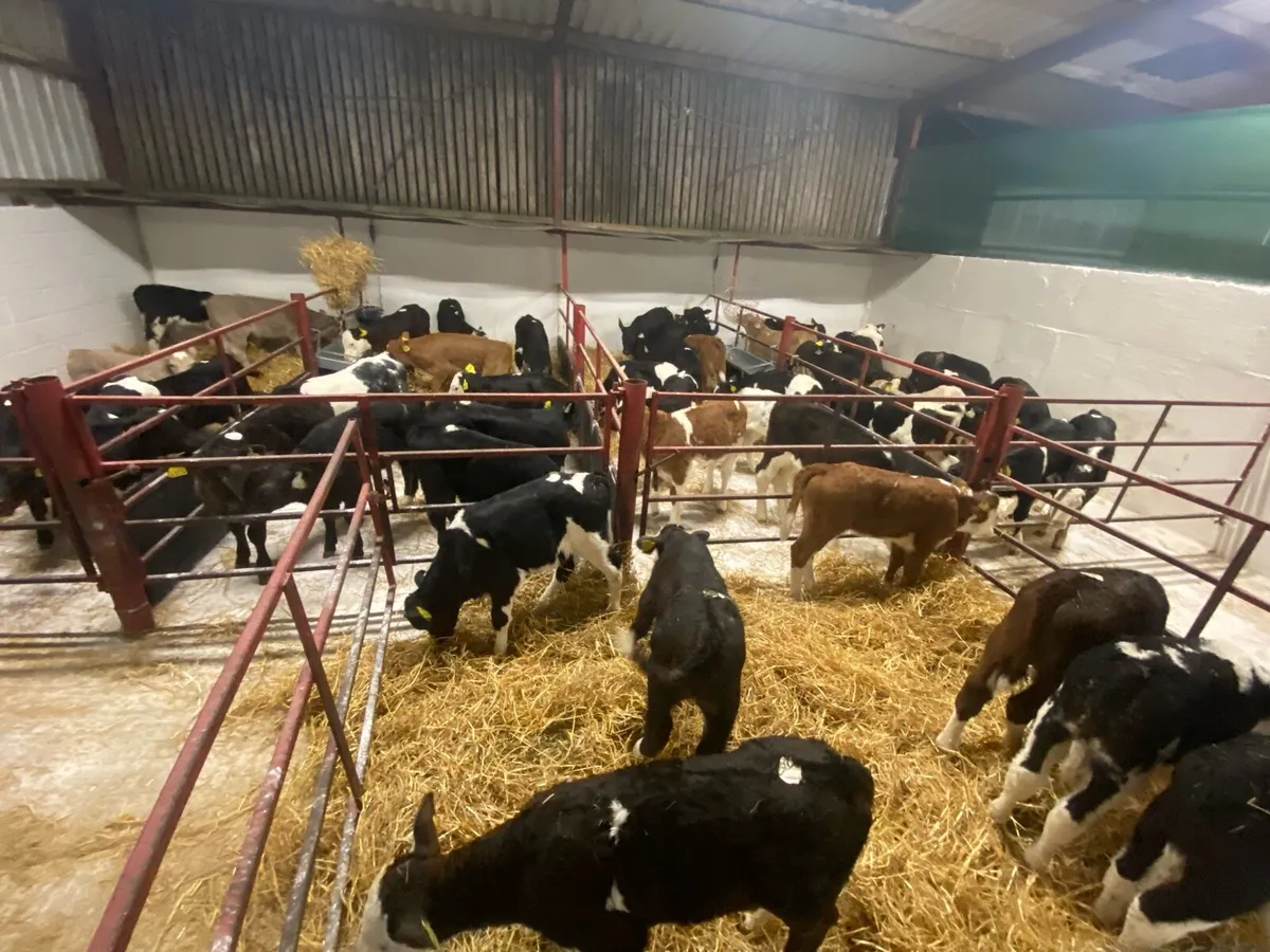 50 Fresh Calves - Image 1