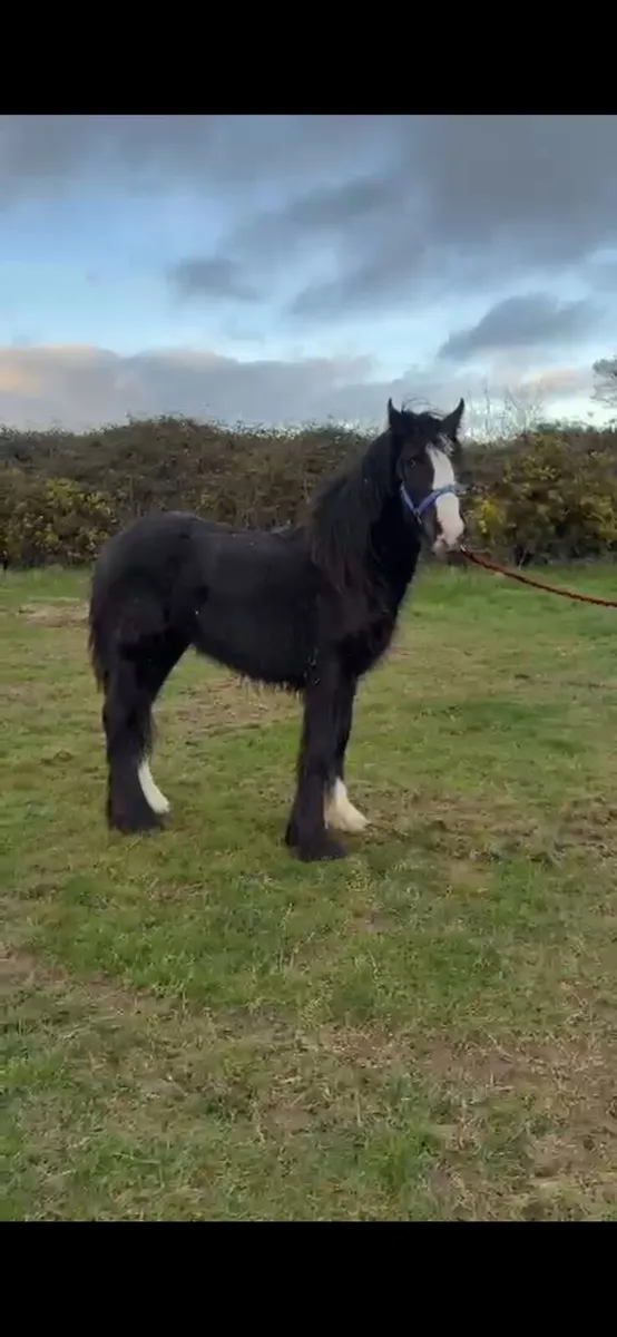 Filly for sale - Image 3