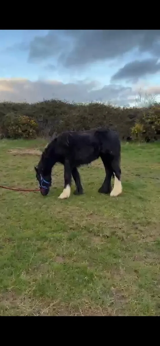 Filly for sale - Image 4