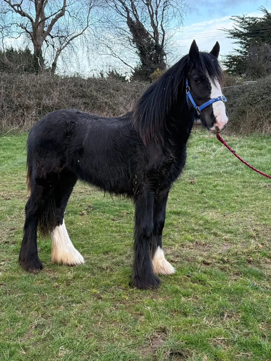 Filly for sale - Image 2