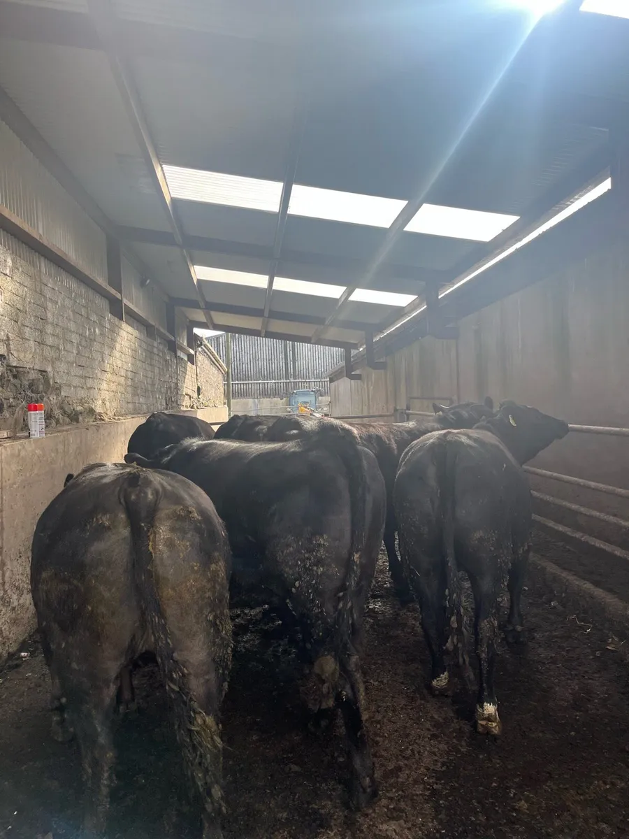 Aberdeen Angus Heifers - Image 1