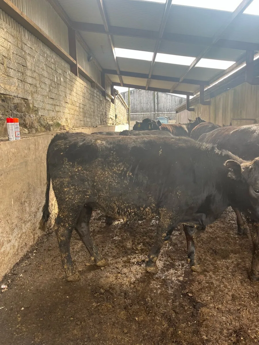 Aberdeen Angus Heifers - Image 2