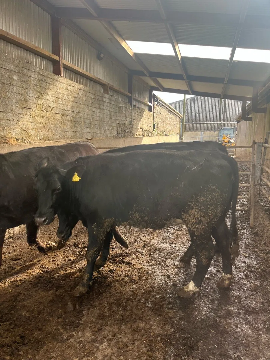 Aberdeen Angus Heifers - Image 3