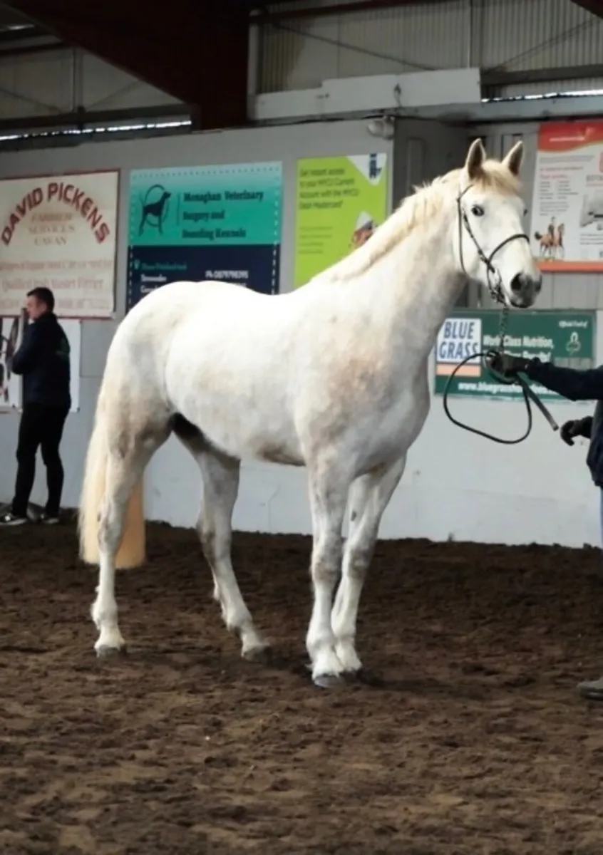 Irish Draught 3 year old Class 1 Filly - Image 1