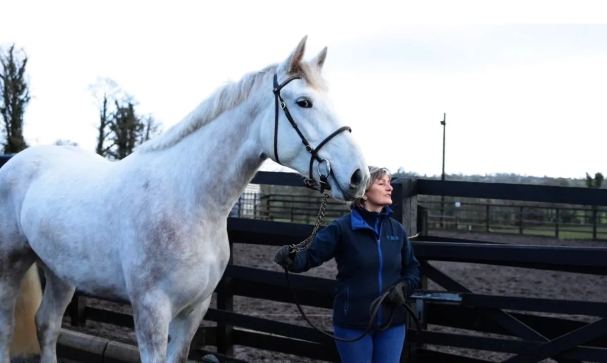 Irish Draught 3 year old Class 1 Filly - Image 2