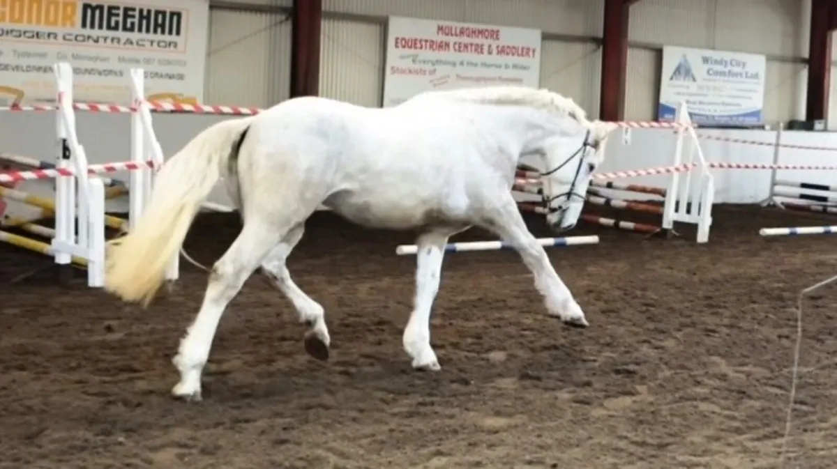 Irish Draught 3 year old Class 1 Filly - Image 3