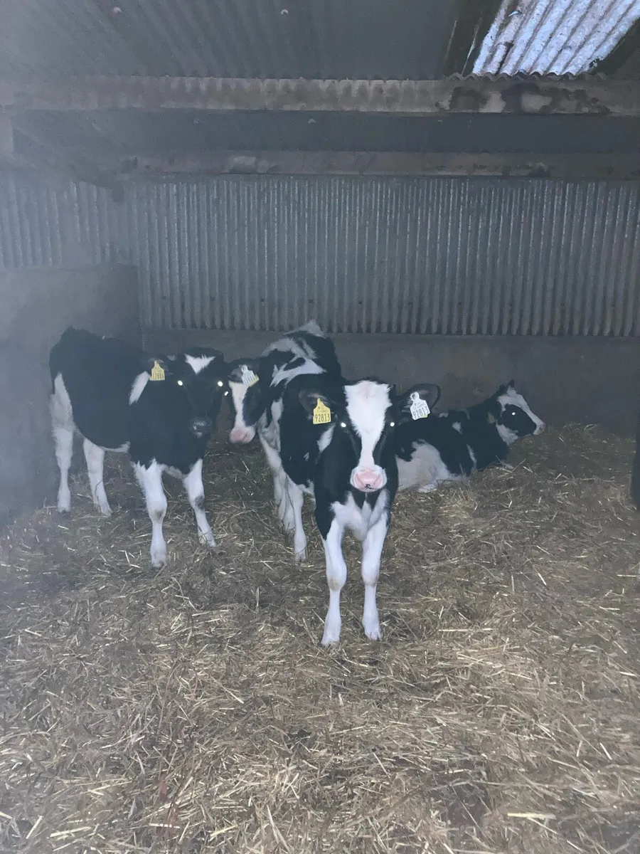 Friesian heifer calves - Image 2