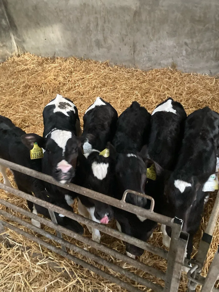 Friesian heifer calves - Image 1