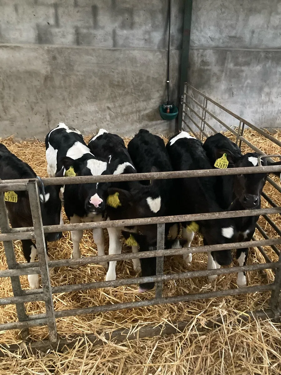 Friesian heifer calves - Image 3