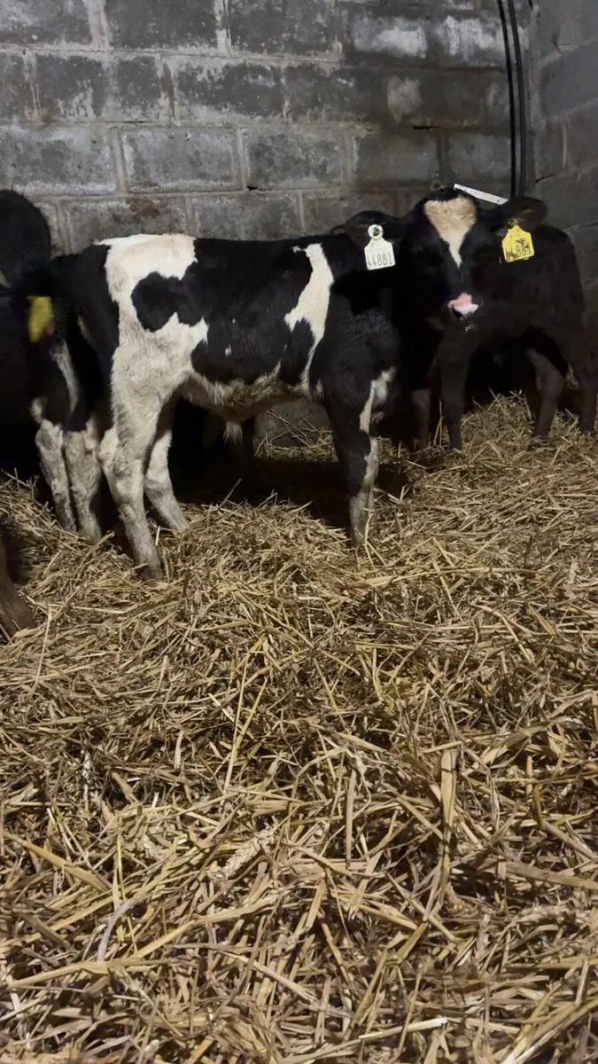 9 British Friesan bull calves - Image 3