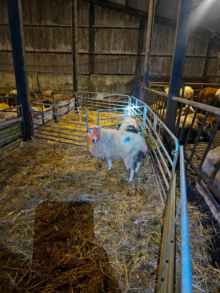 Foster ewe - Image 1