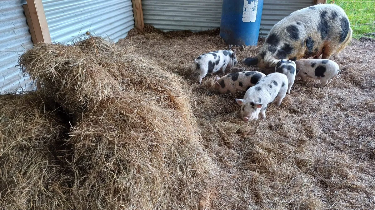Kunekune piglets - Image 3