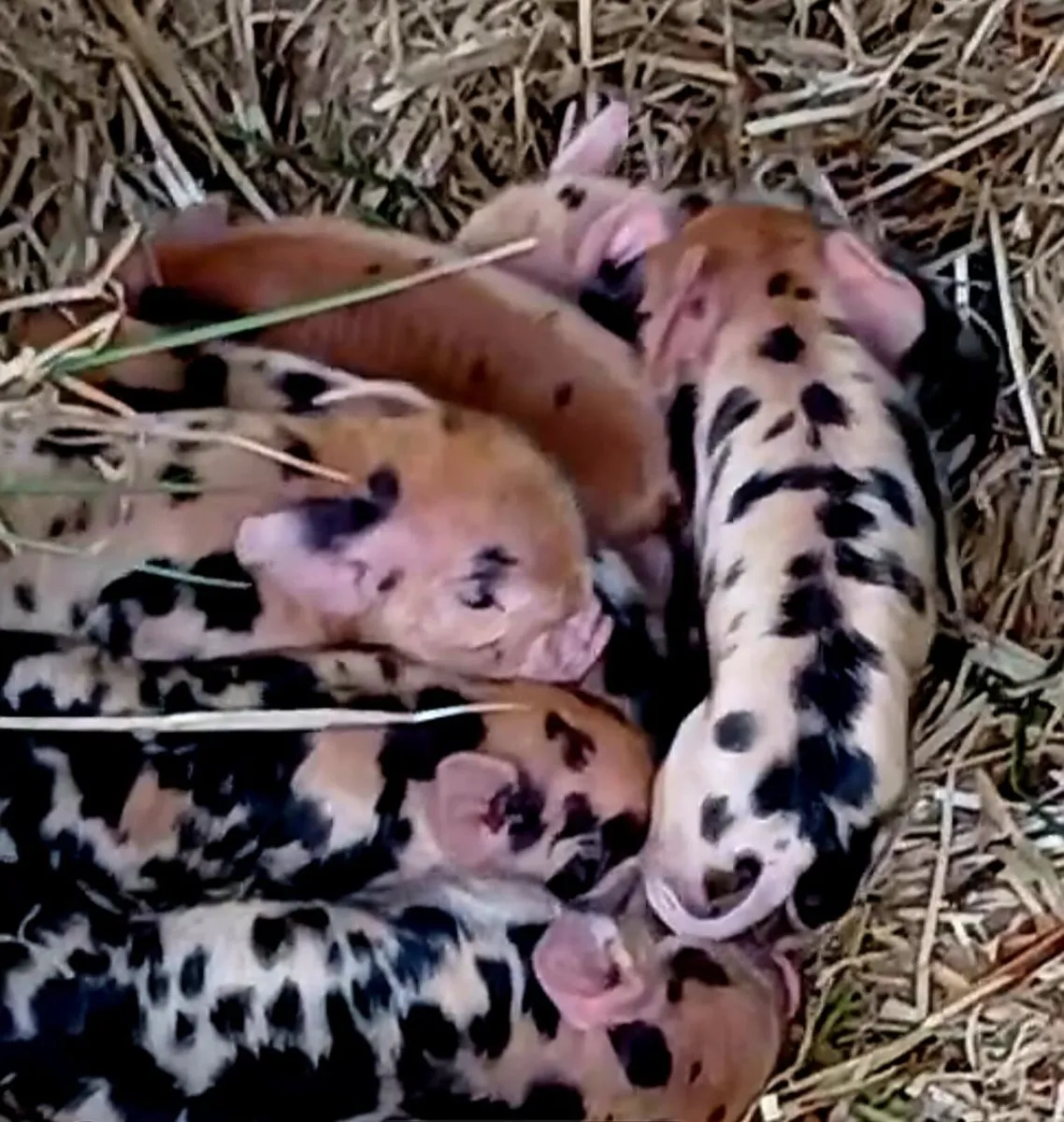 Kunekune piglets - Image 2