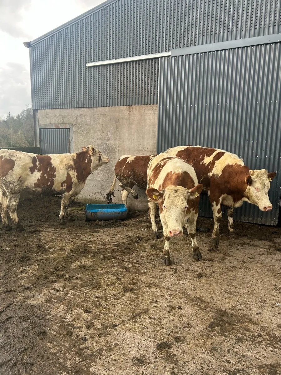 4 SIM Breeding Heifers - Image 1